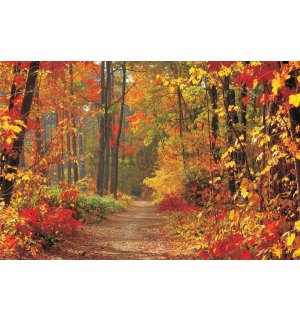 Fototapeta vliesová: Jesenný les - 254x368 cm