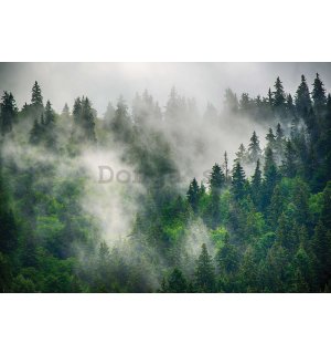 Fototapeta vliesová: Hmla nad lesom (5) - 416x254 cm