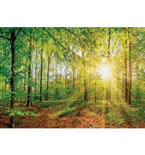 Fototapeta vliesová: Pohľad do lesa - 254x368 cm